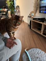 Thor bengaal, Dieren en Toebehoren, Katten en Kittens | Overige Katten