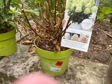 Hortensia 2 x beschikbaar voor biedingen