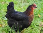 Barnevelder Legkippen., Vrouwelijk, Kip