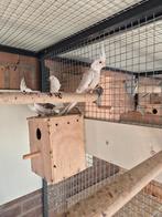 Jongen valkparkieten, Dieren en Toebehoren, Vogels | Duiven, Meerdere dieren, Overige soorten