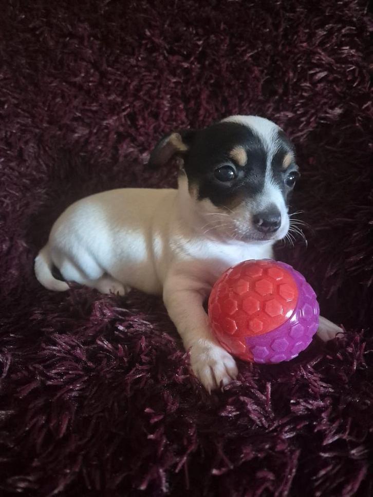 Nog 1 super mooie chihuahua pup te koop, Dieren en Toebehoren, Honden | Chihuahua's en Gezelschapshonden, Meerdere dieren, Chihuahua