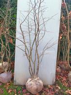 Parrotia persica 'Vanessa', Tuin en Terras, Planten | Bomen, Overige soorten, Lente, 100 tot 250 cm, Ophalen