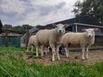 Te koop Noordhollander dekrammen, Dieren en Toebehoren, Schapen, Geiten en Varkens, Mannelijk, Schaap, 0 tot 2 jaar