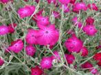 Zaden Lychnis coronaria, Verzenden, Volle zon