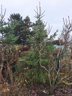 Grote kerstboom, 3,5 meter hoog, Tuin en Terras, Planten | Bomen, Volle zon, Bloeit niet, 250 tot 400 cm, Overige soorten