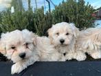 Mooie speelse boomer pups, Dieren en Toebehoren, Nederland, Parvo, Overige rassen, 8 tot 15 weken