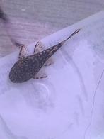 ancistrus, Dieren en Toebehoren, Vis, Zoetwatervis