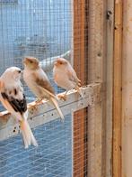 Kanaries, Meerdere dieren, Kleurkanarie