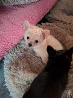 Langharige  chihuahua  teefje  pup, Dieren en Toebehoren, Rabiës (hondsdolheid), 8 tot 15 weken, Teef, Eén hond