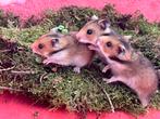 Syrische hamster vrouwtjes, Dieren en Toebehoren, Knaagdieren, Hamster, Vrouwelijk, Tam, September