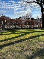Haagbeuken 45 meter, Tuin en Terras, Planten | Bomen, Ophalen of Verzenden