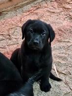 Grote zwitserse sennenhond x labrador pups, Labrador retriever, Meerdere dieren, Eén hond, Nederland