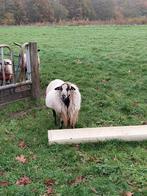 Maasduinen dekram beschikbaar, Dieren en Toebehoren, Schapen, Geiten en Varkens, Mannelijk, Schaap, 0 tot 2 jaar
