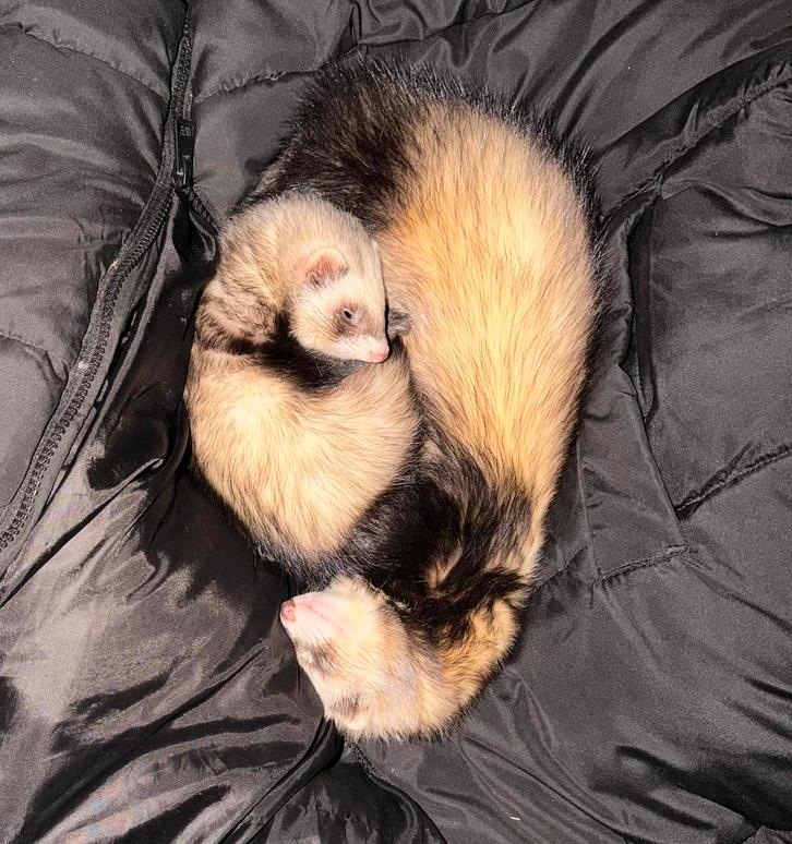 2 lieve fretjes, Dieren en Toebehoren, Overige Dieren, Meerdere dieren, Mei