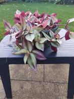 Tradescantia Zebrina Violet hangplant, Huis en Inrichting, Kamerplanten, Ophalen, Overige soorten, Halfschaduw, In pot
