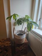 Pachira Aquatica (Watercacao) in pot, Ophalen, 100 tot 150 cm, Overige soorten, Halfschaduw