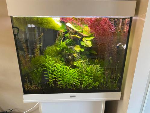 Juwel Lido 240 aquarium + meubel – co2 en inhoud!, Dieren en Toebehoren, Vissen | Aquaria en Toebehoren, Zo goed als nieuw, Gevuld zoetwateraquarium