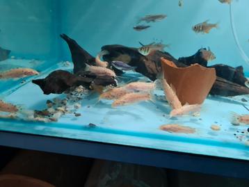 Albino Kwi Kwi Meervallen, Hoplosternum Thoracatum Albino beschikbaar voor biedingen