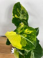 Syngonium Scrambled Eggs, Ophalen of Verzenden, Overige soorten, Minder dan 100 cm