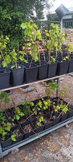 Witte druiven planten 2 soorten, Tuin en Terras, Planten | Tuinplanten, Ophalen of Verzenden, Zomer, Overige soorten, Volle zon