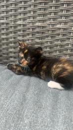 Super lieve kitten meisjes, Poes