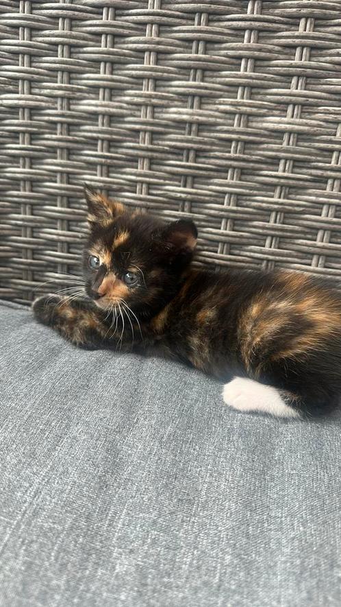 Super lieve kitten meisjes, Dieren en Toebehoren, Katten en Kittens | Overige Katten, Poes