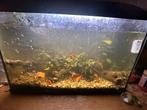 Compleet aquarium 80liter met inhoud en accessoires, Dieren en Toebehoren, Ophalen, Gebruikt, Gevuld zoetwateraquarium