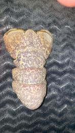 Vogel Schedel/kreeftenstaart, Verzamelen, Dierenverzamelingen, Ophalen of Verzenden, Gebruikt, Vogel, Schedel