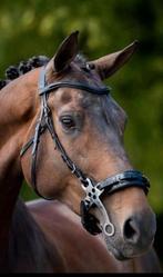 Nieuw! BR bitloos hoofdstel Lydney, Full, Hackamore,, Ophalen of Verzenden, Nieuw, Dressuur