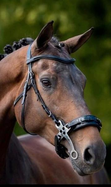 Nieuw! BR bitloos hoofdstel Lydney, Full, Hackamore, beschikbaar voor biedingen