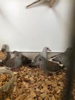 Div Diamantduifjes, Dieren en Toebehoren, Vogels | Overige Vogels, Meerdere dieren, Tropenvogel