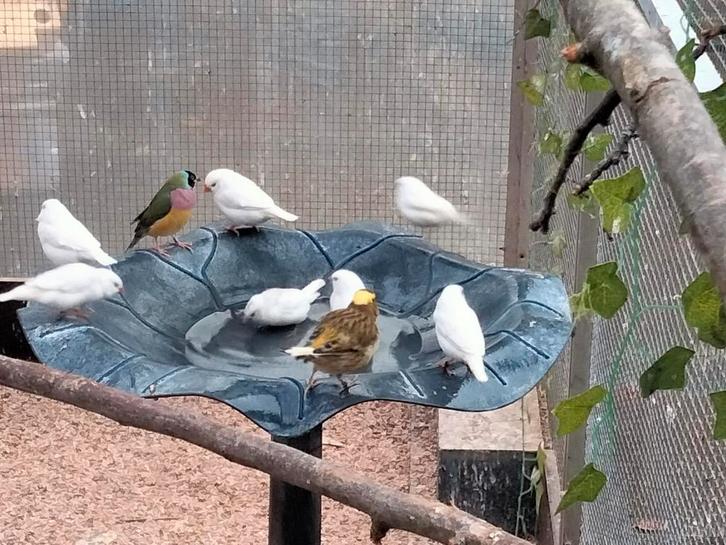 Jonge witte zebravinken, Dieren en Toebehoren, Vogels | Overige Vogels, Geslacht onbekend, Geringd