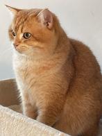 Dekkater Brits Korthaar ( niet te koop), 0 tot 2 jaar