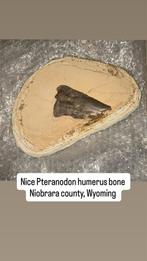 Pteranodon Humerus Fossiel, Ophalen of Verzenden, Fossiel