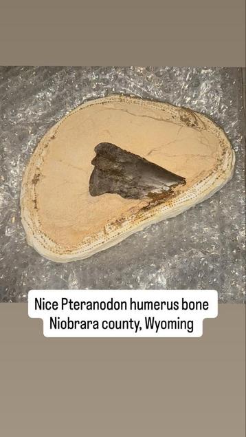 Pteranodon Humerus Fossiel beschikbaar voor biedingen