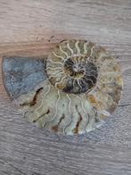 Fosiel, Ophalen of Verzenden, Mineraal