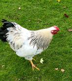 Mooie haan, Dieren en Toebehoren, Pluimvee