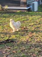 Zijdehoen haantje zoekt nieuw huisje, Dieren en Toebehoren, Pluimvee, Mannelijk, Kip