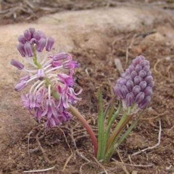 Caudex Ledebouria leptophylla uit Zuid Afrika potmaat 8,5cm beschikbaar voor biedingen