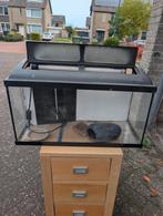 Terrarium 60x40x40, Dieren en Toebehoren, Reptielen en Amfibieën | Toebehoren, Ophalen