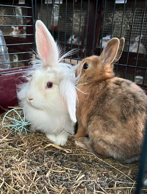 Prachtige jonge makke rammetjes en voedsters, Dieren en Toebehoren, Konijnen, Meerdere dieren