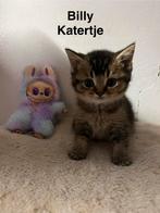 Britse Korthar  Black Golden, Dieren en Toebehoren, Katten en Kittens | Raskatten | Korthaar, Kater, Ontwormd, 0 tot 2 jaar