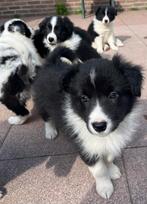 Border collie pups, 8 tot 15 weken, Collie, Meerdere, Meerdere dieren