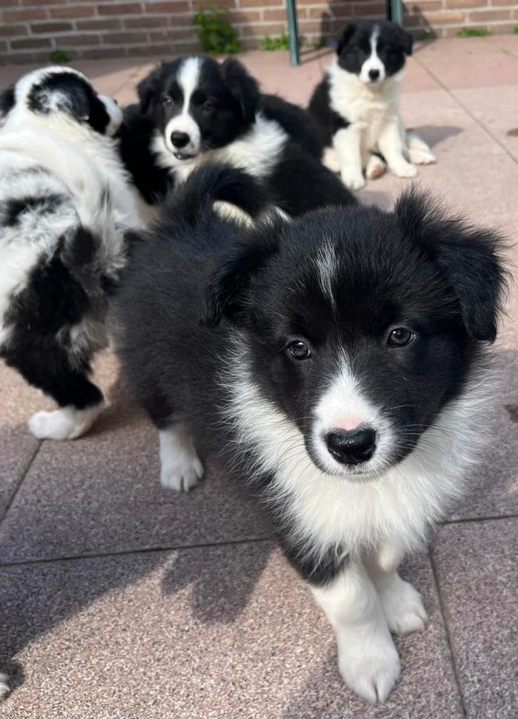 Border collie pups, Dieren en Toebehoren, Honden | Herdershonden en Veedrijvers, Meerdere dieren, Collie, Particulier, Meerdere