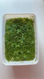 Aquarium drijfplantjes 2 soorten, slakvrij, Dieren en Toebehoren, Vissen | Aquariumvissen, Vis