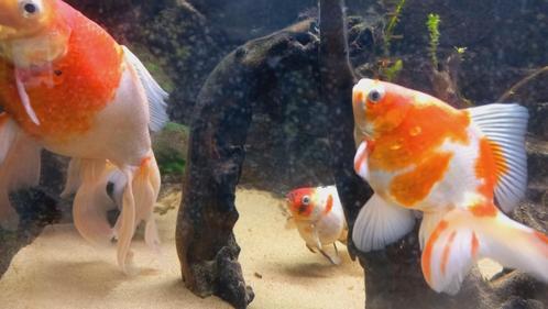 sluierstaarten vissen met of zonder aquarium, Dieren en Toebehoren, Vissen | Aquaria en Toebehoren, Zo goed als nieuw, Overige typen
