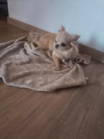 Luna langharige chihuahua, Dieren en Toebehoren, Honden | Chihuahua's en Gezelschapshonden, Parvo, België, Teef, Eén hond