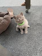 Britse Korthaar, Dieren en Toebehoren, Katten en Kittens | Raskatten | Korthaar, Kater, Ontwormd, 0 tot 2 jaar