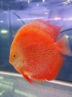 dutch-discus snow leopard  6-8 cm €35,00, Dieren en Toebehoren, Vissen | Aquariumvissen, Vis, Zoetwatervis