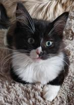 2 prachtige ragdoll poesjes zoeken nog een gouden mandje, Dieren en Toebehoren, Poes, Gechipt, 0 tot 2 jaar
